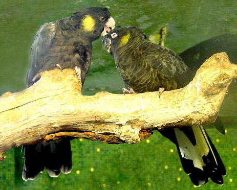 Calyptorhynchus latirostris 